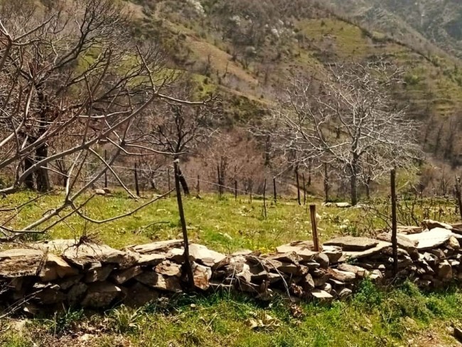 İzmir Tire Küçükkemerdere'de 290 m2 Manzaralı Güzel Cevizlik. İlan Açıklamasını Okuyarak Arayınız.