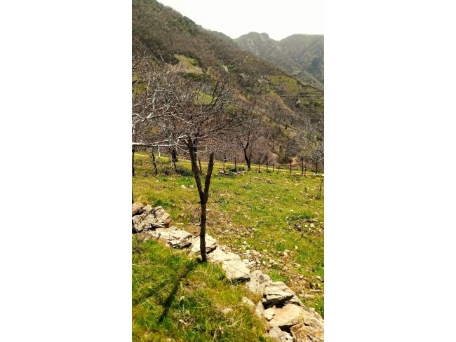 İzmir Tire Küçükkemerdere'de 290 m2 Manzaralı Güzel Cevizlik. İlan Açıklamasını Okuyarak Arayınız.