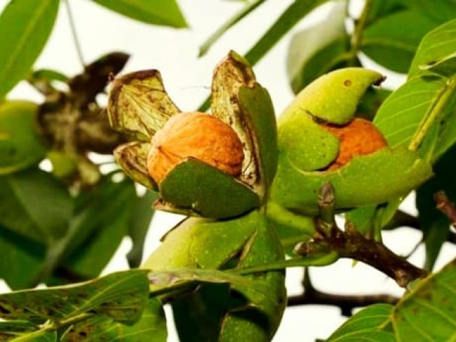 İzmir Tire Küçükkemerdere'de 290 m2 Manzaralı Güzel Cevizlik. İlan Açıklamasını Okuyarak Arayınız.