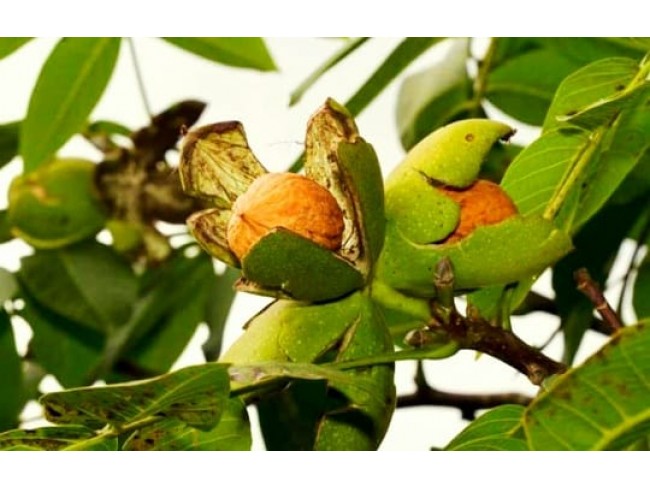 İzmir Tire Küçükkemerdere'de 290 m2 Manzaralı Güzel Cevizlik. İlan Açıklamasını Okuyarak Arayınız.