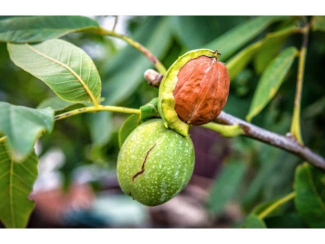 İzmir Tire Küçükkemerdere'de 290 m2 Manzaralı Güzel Cevizlik. İlan Açıklamasını Okuyarak Arayınız.