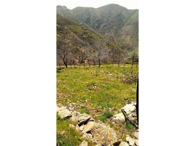 İzmir Tire Küçükkemerdere'de 290 m2 Manzaralı Güzel Cevizlik. İlan Açıklamasını Okuyarak Arayınız.