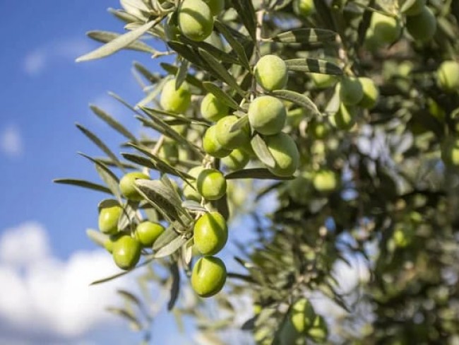 İzmir Bayındır Gaziler'de 342 m2 Asfalt Yolun Üstünde Uygun Zeytinlik. Açıklamayı Okuyarak Arayınız.