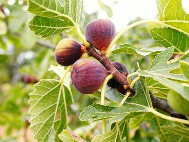 Aydın Germencik Hıdırbeyli Ana Caddede 14.417 m2 Uygun İncir Bahçesi. Açıklamayı Okuyarak Arayınız.