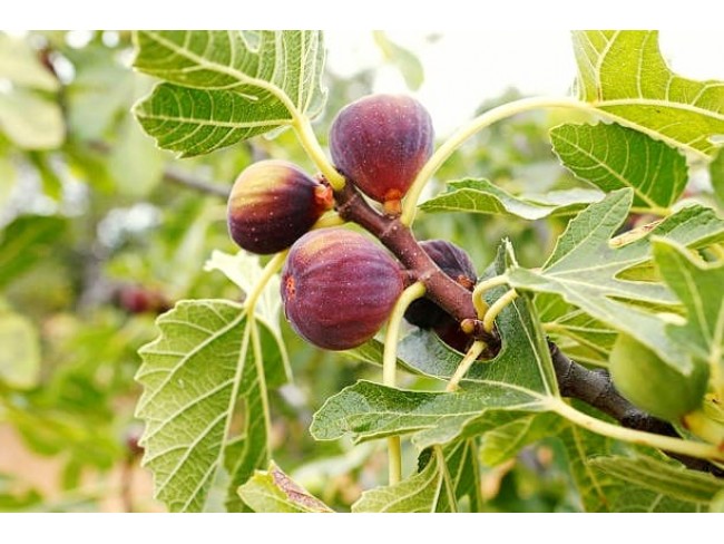 Aydın Germencik Hıdırbeyli Ana Caddede 14.417 m2 Uygun İncir Bahçesi. Açıklamayı Okuyarak Arayınız.