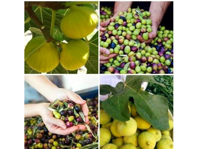 Aydın Germencik Selatin'de 5.999 m2 Zeytin ve İncir Bahçesi. İlan Açıklamasını Okuyarak Arayınız.