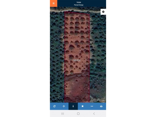 Aydın Germencik Selatin'de 5.999 m2 Zeytin ve İncir Bahçesi. İlan Açıklamasını Okuyarak Arayınız.