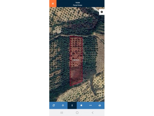 Aydın Germencik Selatin'de 5.999 m2 Zeytin ve İncir Bahçesi. İlan Açıklamasını Okuyarak Arayınız.