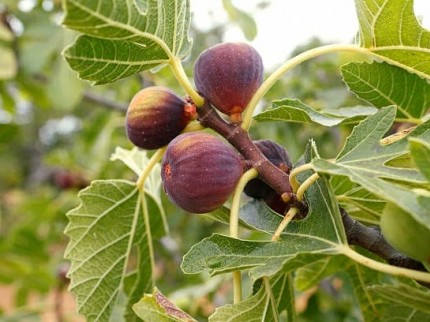 Aydın Germencik Selatin'de 5.999 m2 Zeytin ve İncir Bahçesi. İlan Açıklamasını Okuyarak Arayınız.