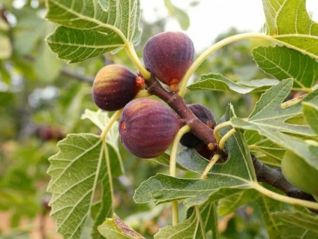 Aydın Germencik Selatin'de 5.999 m2 Zeytin ve İncir Bahçesi. İlan Açıklamasını Okuyarak Arayınız.