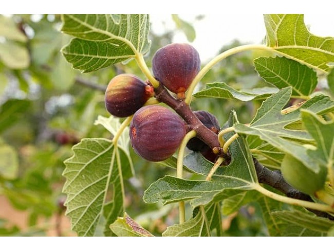 Aydın Germencik Selatin'de 5.999 m2 Zeytin ve İncir Bahçesi. İlan Açıklamasını Okuyarak Arayınız.