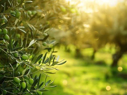 İzmir Bayındır Dernekli'de 264 m2 Köyiçi Uygun Bahçe. İlan Açıklamasını Okuyarak Arayınız.