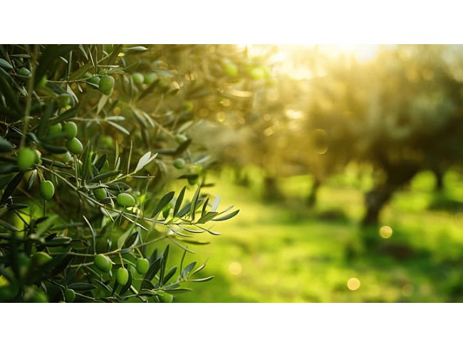 İzmir Bayındır Dernekli'de 264 m2 Köyiçi Uygun Bahçe. İlan Açıklamasını Okuyarak Arayınız.