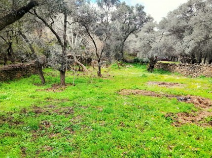 İzmir Bayındır Kızıloba'da 705 m2 Akarsu Yanı Zeytinlik. İlan Açıklamasını Okuyarak Arayınız.