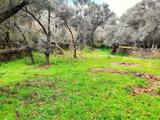 İzmir Bayındır Kızıloba'da 705 m2 Akarsu Yanı Zeytinlik. İlan Açıklamasını Okuyarak Arayınız.