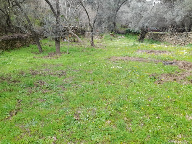 İzmir Bayındır Kızıloba'da 705 m2 Akarsu Yanı Zeytinlik. İlan Açıklamasını Okuyarak Arayınız.