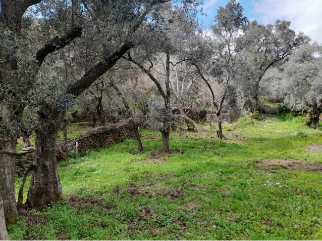 İzmir Bayındır Kızıloba'da 705 m2 Akarsu Yanı Zeytinlik. İlan Açıklamasını Okuyarak Arayınız.