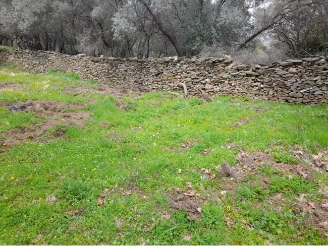 İzmir Bayındır Kızıloba'da 705 m2 Akarsu Yanı Zeytinlik. İlan Açıklamasını Okuyarak Arayınız.