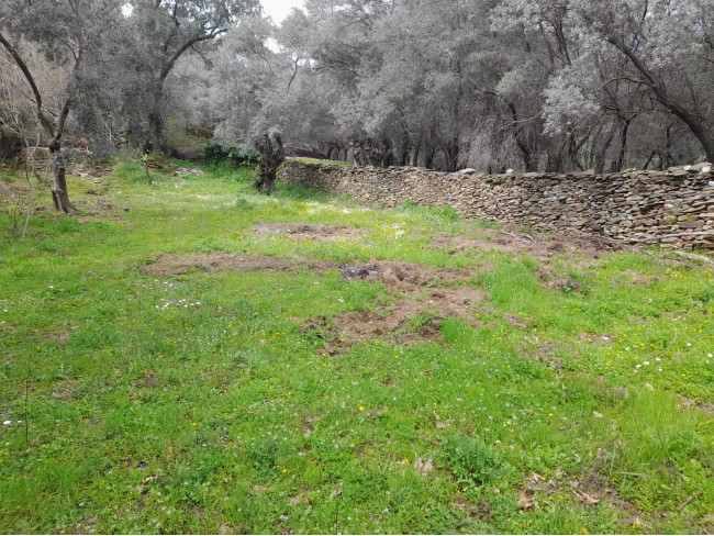 İzmir Bayındır Kızıloba'da 705 m2 Akarsu Yanı Zeytinlik. İlan Açıklamasını Okuyarak Arayınız.