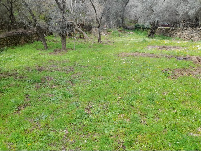 İzmir Bayındır Kızıloba'da 705 m2 Akarsu Yanı Zeytinlik. İlan Açıklamasını Okuyarak Arayınız.