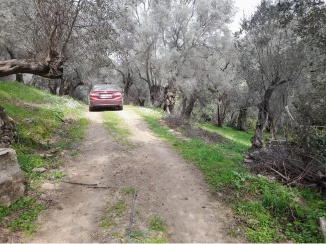 İzmir Bayındır Kızıloba'da 705 m2 Akarsu Yanı Zeytinlik. İlan Açıklamasını Okuyarak Arayınız.