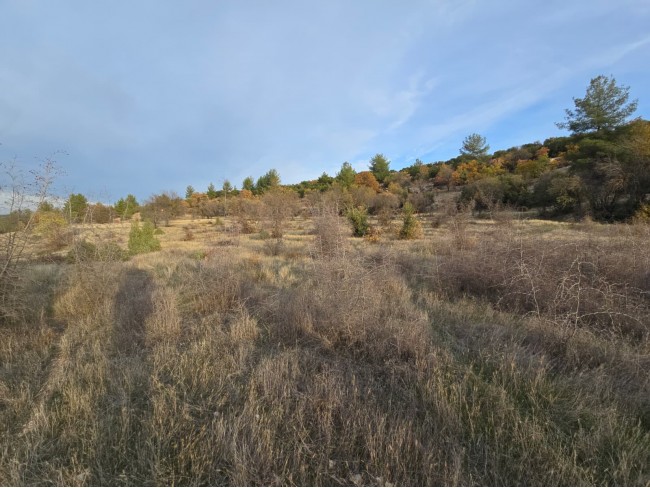 Denizli Bekilli Kutlubey'de 3.126 m2 Çok Uygun Yatırımlık Tarla. İlan açıklamasını okuyarak arayınız