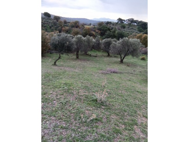 İzmir Bergama Çamtepe'de 3.711 m2 Kadastro Yollu Zeytinli Tarla. İlan Açıklamasını Okuyarak Arayınız