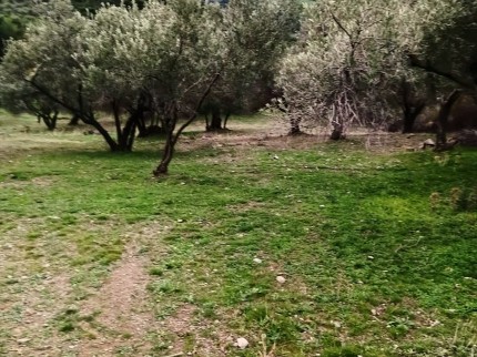 İzmir Bergama Çamtepe'de 3.711 m2 Kadastro Yollu Zeytinli Tarla. İlan Açıklamasını Okuyarak Arayınız