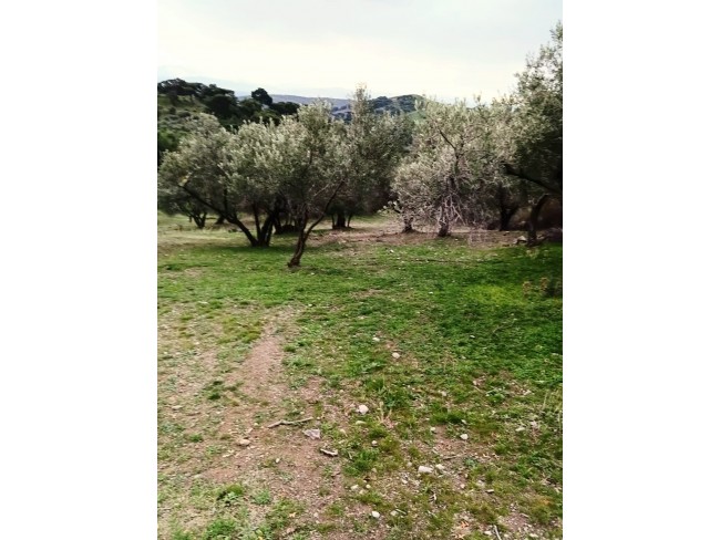 İzmir Bergama Çamtepe'de 3.711 m2 Kadastro Yollu Zeytinli Tarla. İlan Açıklamasını Okuyarak Arayınız