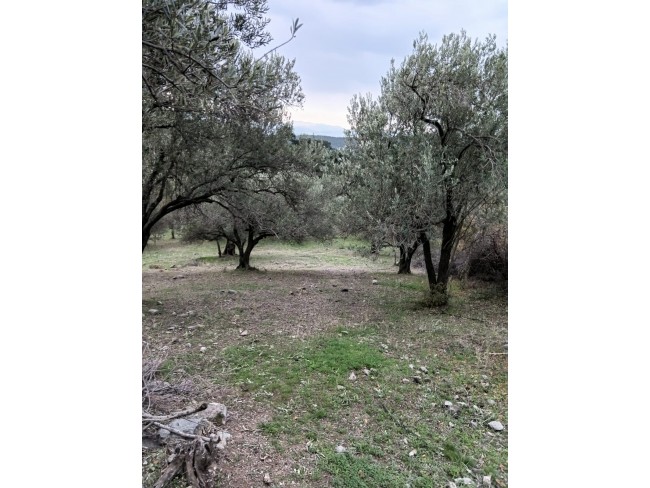 İzmir Bergama Çamtepe'de 3.711 m2 Kadastro Yollu Zeytinli Tarla. İlan Açıklamasını Okuyarak Arayınız