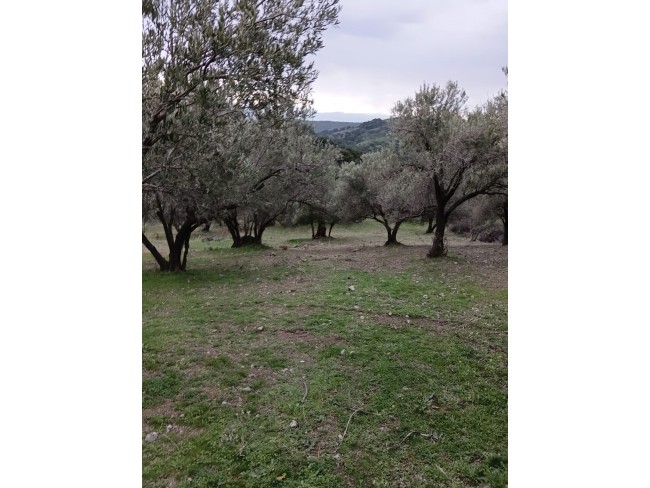 İzmir Bergama Çamtepe'de 3.711 m2 Kadastro Yollu Zeytinli Tarla. İlan Açıklamasını Okuyarak Arayınız