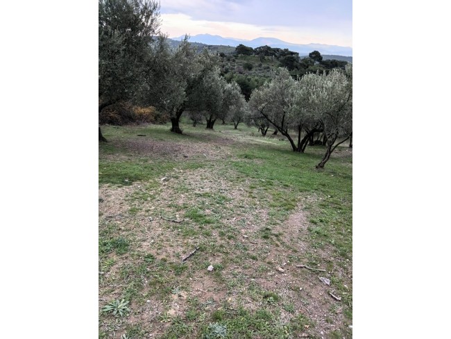 İzmir Bergama Çamtepe'de 3.711 m2 Kadastro Yollu Zeytinli Tarla. İlan Açıklamasını Okuyarak Arayınız