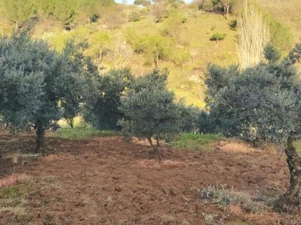 Manisa Demirci Kılavuzlar'da 756 m2 Bakımlı Uygun Zeytinlik. İlan Açıklamasını Okuyarak Arayınız.