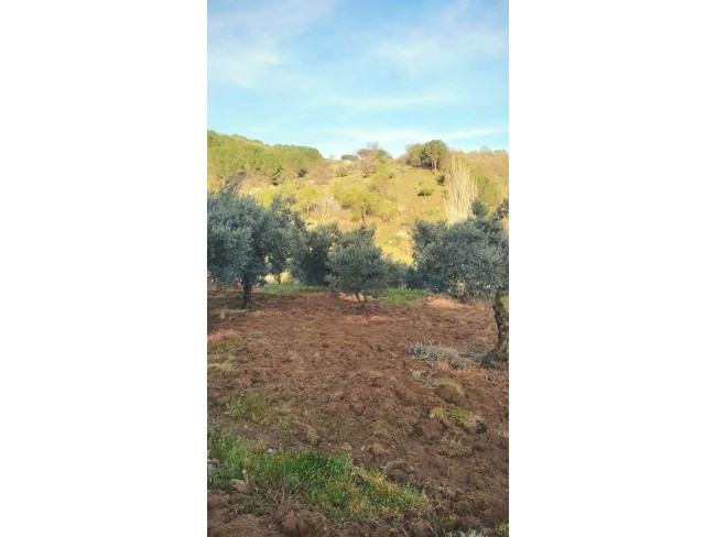 Manisa Demirci Kılavuzlar'da 756 m2 Bakımlı Uygun Zeytinlik. İlan Açıklamasını Okuyarak Arayınız.