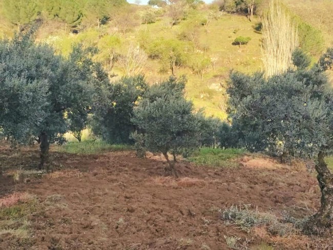 Manisa Demirci Kılavuzlar'da 756 m2 Bakımlı Uygun Zeytinlik. İlan Açıklamasını Okuyarak Arayınız.