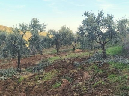 Manisa Demirci Kılavuzlar'da 756 m2 Bakımlı Uygun Zeytinlik. İlan Açıklamasını Okuyarak Arayınız.