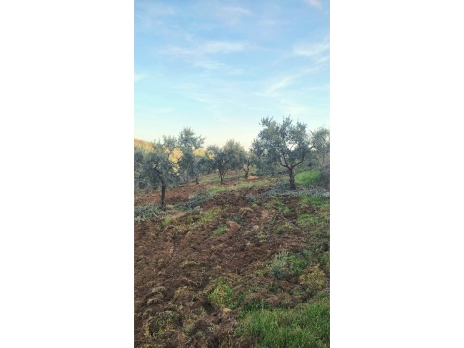 Manisa Demirci Kılavuzlar'da 756 m2 Bakımlı Uygun Zeytinlik. İlan Açıklamasını Okuyarak Arayınız.