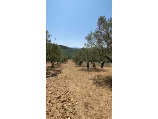 Manisa Kırkağaç Karakurt'da 3.740 m2 Bakımlı Güzel Zeytinlik. İlan Açıklamasını Okuyarak Arayınız.