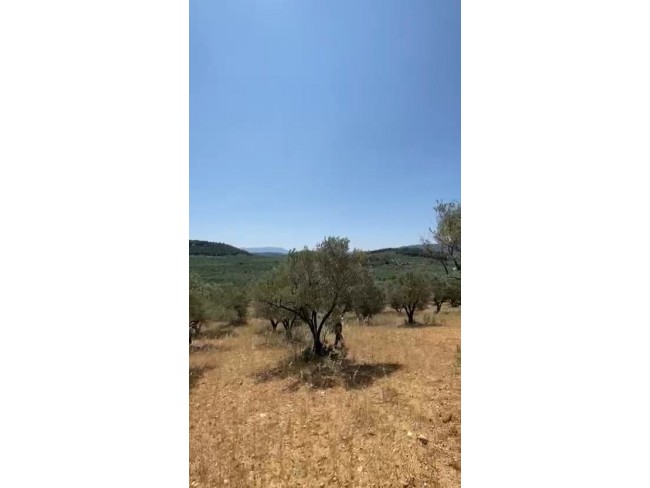 Manisa Kırkağaç Karakurt'da 3.740 m2 Bakımlı Güzel Zeytinlik. İlan Açıklamasını Okuyarak Arayınız.