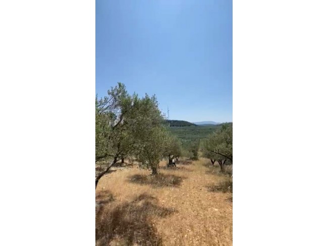 Manisa Kırkağaç Karakurt'da 3.740 m2 Bakımlı Güzel Zeytinlik. İlan Açıklamasını Okuyarak Arayınız.