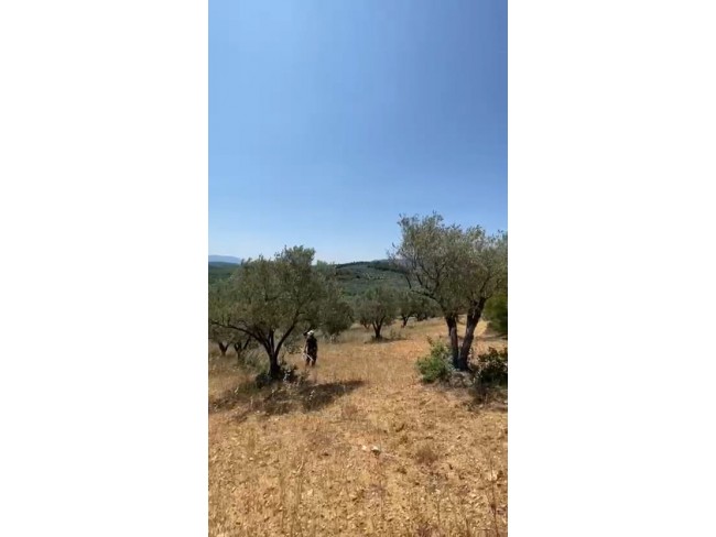 Manisa Kırkağaç Karakurt'da 3.740 m2 Bakımlı Güzel Zeytinlik. İlan Açıklamasını Okuyarak Arayınız. Manisa Kırkağaç Karakurt'da 3.740 m2 Bakımlı Güzel Zeytinlik. İlan Açıklamasını Okuyarak Arayınız.