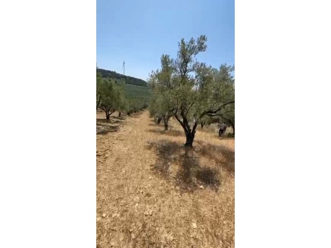 Manisa Kırkağaç Karakurt'da 3.740 m2 Bakımlı Güzel Zeytinlik. İlan Açıklamasını Okuyarak Arayınız.