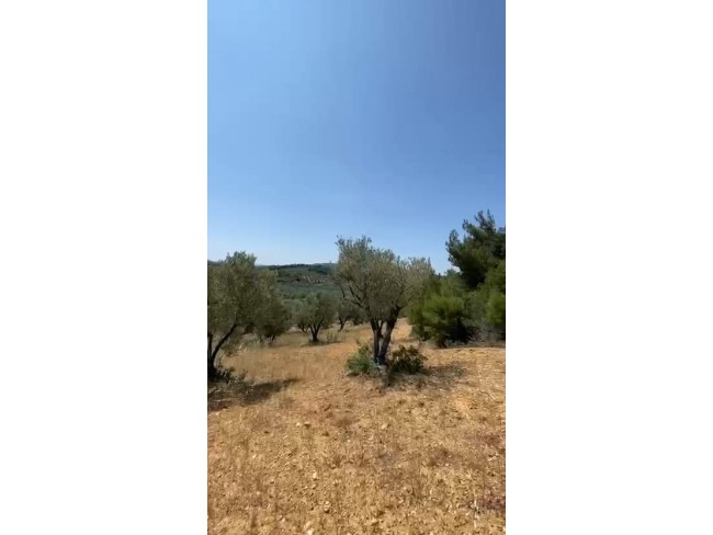 Manisa Kırkağaç Karakurt'da 3.740 m2 Bakımlı Güzel Zeytinlik. İlan Açıklamasını Okuyarak Arayınız. Manisa Kırkağaç Karakurt'da 3.740 m2 Bakımlı Güzel Zeytinlik. İlan Açıklamasını Okuyarak Arayınız.