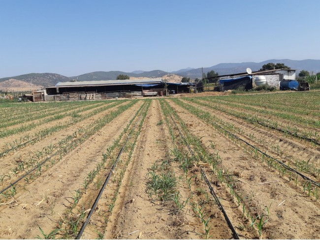 İzmir Bayındır Çırpı'da 12.847 m2 Çiftlik ve Ev. Yola Cepheli. İlan Açıklamasını Okuyarak Arayınız.