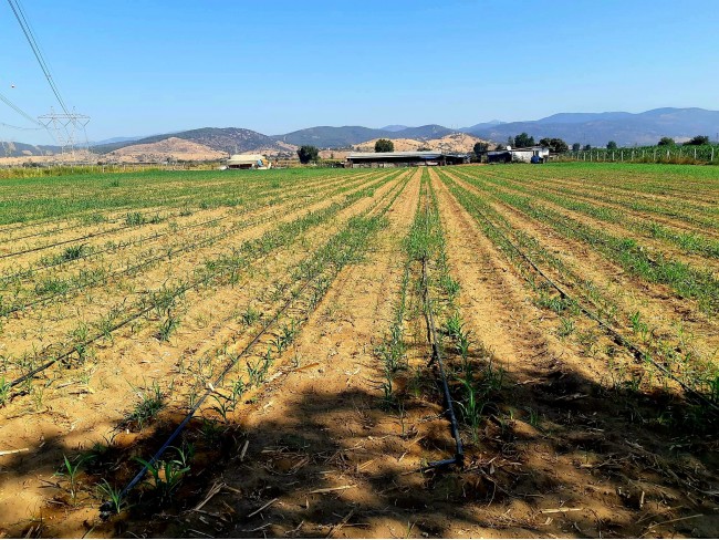 İzmir Bayındır Çırpı'da 12.847 m2 Çiftlik ve Ev. Yola Cepheli. İlan Açıklamasını Okuyarak Arayınız.