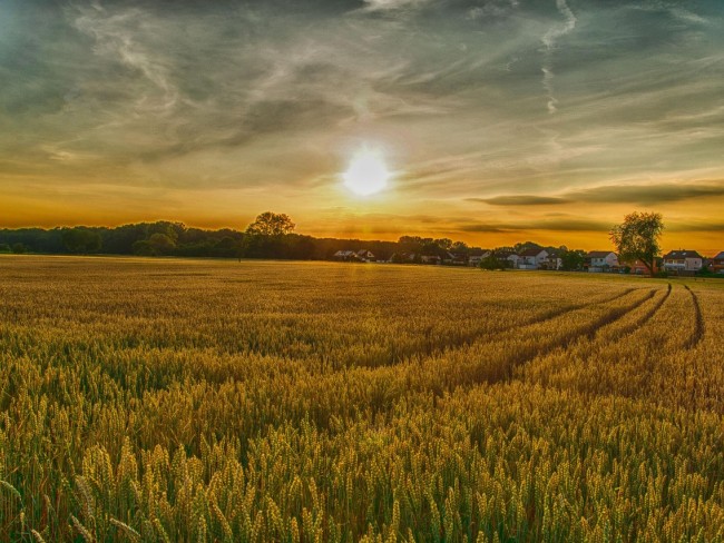 Uşak Ulubey Aksaz Köyünde 5.880 m Yatırımlık Tarla. İlan Açıklamasını Okuyarak Arayınız.
