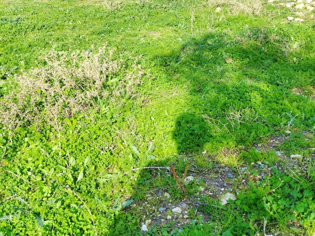 İzmir Buca Kırklar'da Yerleşim Yanı 289 m2 Tapulu Güzel Tarla. Açıklamayı Okuyarak Arayınız.