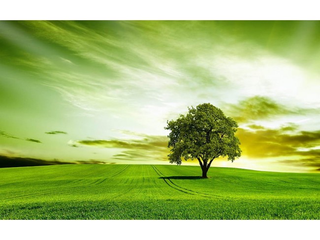 Uşak Ulubey Kışla'da 8.446 m2 Düz Verimli Uygun Yatırımlık Tarla. Açıklamayı Okuyarak Arayınız.