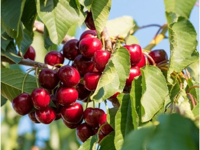 İzmir Bayındır Çınardibi'nde 4.894 m2 Kiraz Bahçesi Çok Uygun. İlan Açıklamasını Okuyarak Arayınız. İzmir Bayındır Çınardibi'nde 4.894 m2 Kiraz Bahçesi Çok Uygun. İlan Açıklamasını Okuyarak Arayınız.