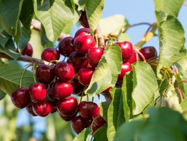 İzmir Bayındır Çınardibi'nde 4.894 m2 Kiraz Bahçesi Çok Uygun. İlan Açıklamasını Okuyarak Arayınız.